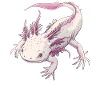 Axolotl