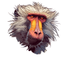 Baboon Paviane Pavian