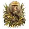 Baboon Paviane Pavian