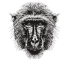 Baboon Paviane Pavian