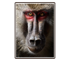 Baboon Paviane Pavian