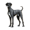 Great Dane Dog