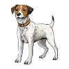 Jack Russel Terrier Dog