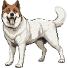 Akita Dog