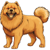 Chow Chow Dog