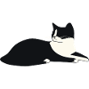 Kitten