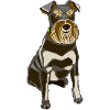 Angry Gray Dog