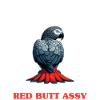 African Grey Parrot