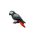 African Grey Parrot