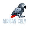African Grey Parrot