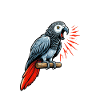 African Grey Parrot