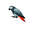 African Grey Parrot