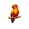 Sun conure
