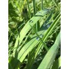 Raindrop