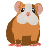 Guinea pig