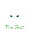 Katze Cat