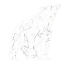 Bear Polygon