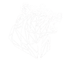Bear Polygon