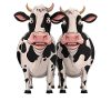 Funny Cows Cartoon Illustration