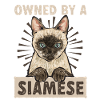 Siamkatze Katze Siamese