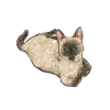 Siamese Cat Siamese Cat