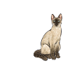 Siamese Cat Siamese Cat