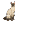 Chat siamois Chat siamois