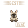 Siamese Cat Siamese Cat