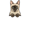 Siamese Cat Siamese Cat