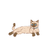 Siamese Cat Siamese Cat