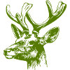 Deer Head