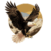 Havørn Weißkopfseeadler