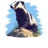 Badger Dachse Dachs