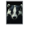 Badger Dachse Dachs