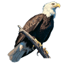Bald Eagle Weißkopfseeadler