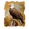 Bald Eagle Weißkopfseeadler
