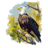 Bald Eagle Weißkopfseeadler