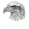 Bald Eagle Weißkopfseeadler