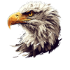 Bald Eagle Weißkopfseeadler