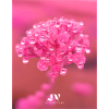 Pink Flowers