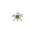Mountains With Edelweiss Flower