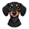 black german dachshund