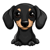 black german dachshund