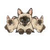 Siamese Cat Siamese Cat