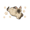 Siamese Cat Siamese Cat