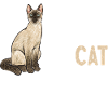Siamese Cat Siamese Cat