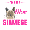 Siamese Cat Siamese Cat