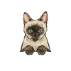 Siamese Cat Siamese Cat