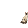 Siamese Cat Siamese Cat