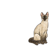 Siamese Cat Siamese Cat
